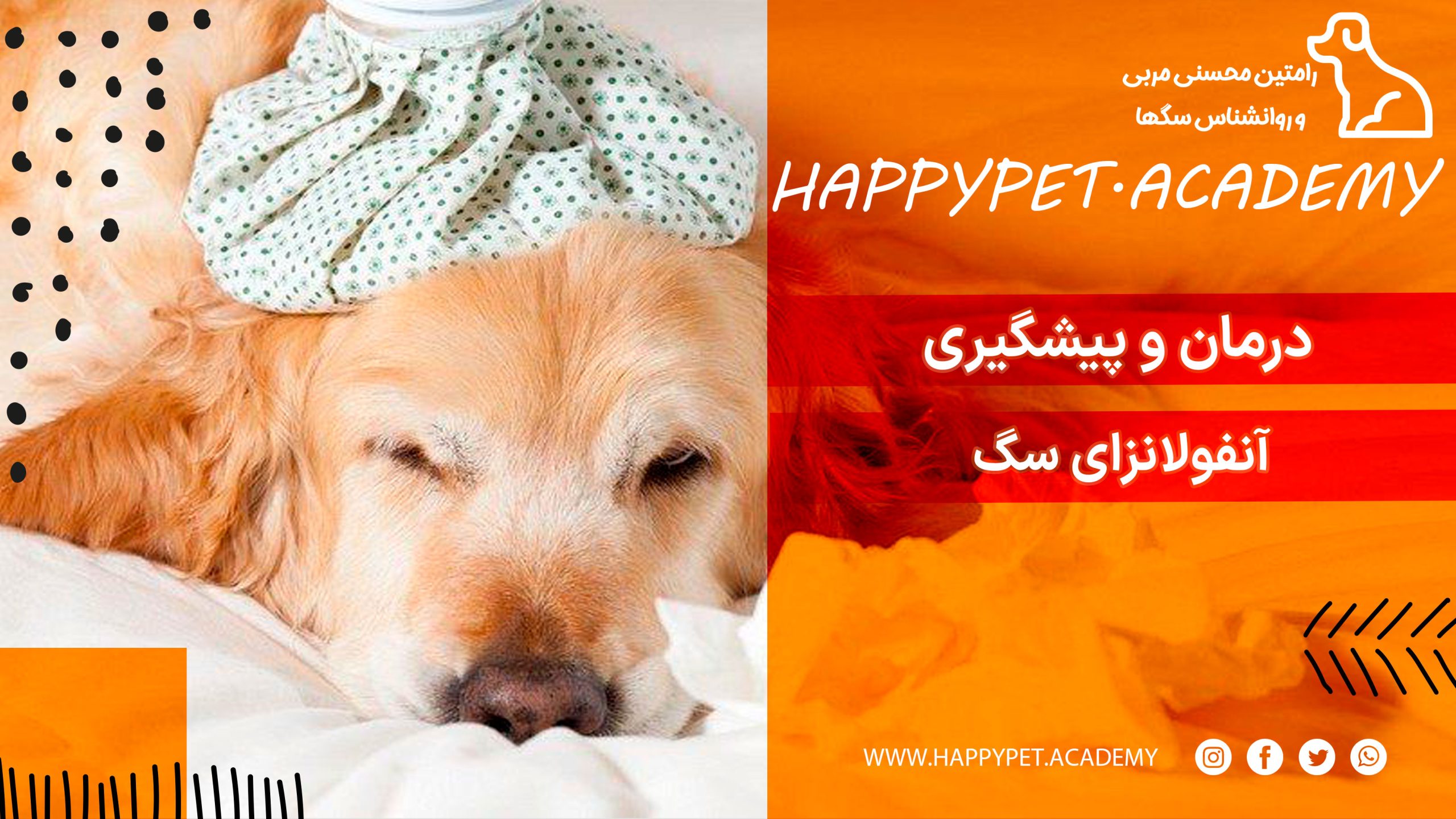 آنفولانزای سگ