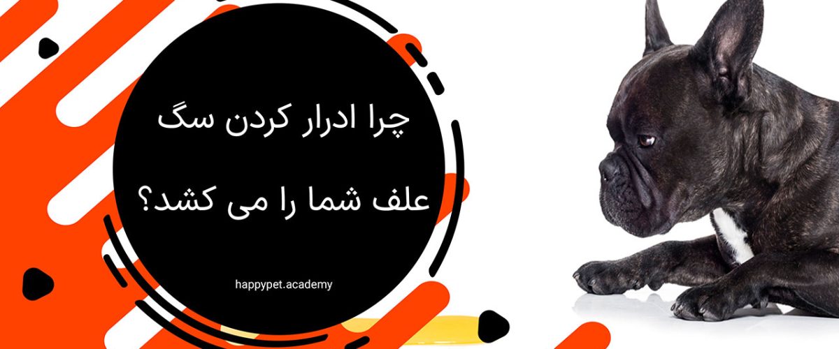 ادرار سگ