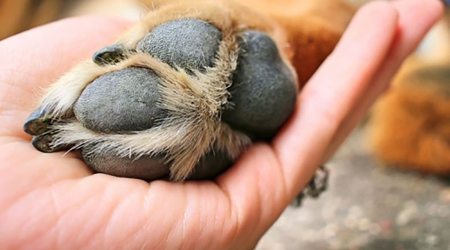 بوی پنجه سگ