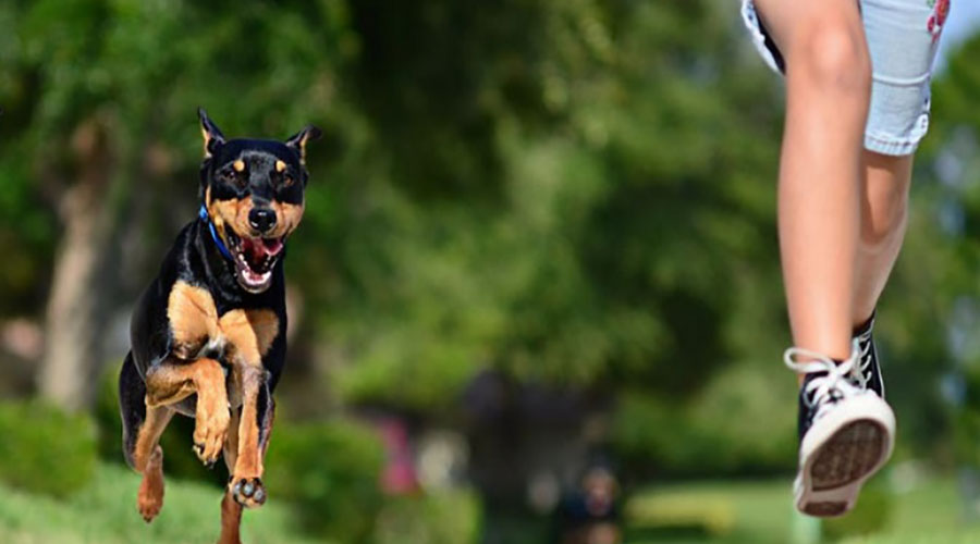 بیماری دیسک سگ