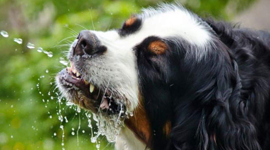 خطر نوشیدن آب نمک برای سگ ها