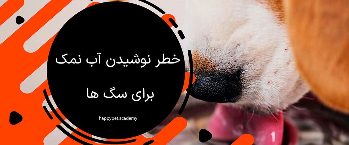 خطر نوشیدن آب نمک برای سگ ها