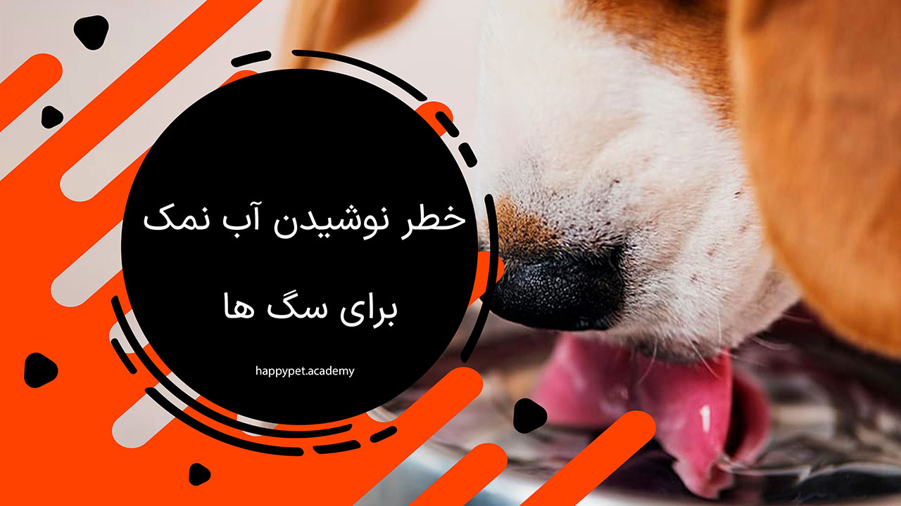 خطر نوشیدن آب نمک برای سگ ها