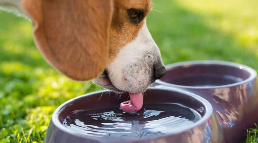 خطر نوشیدن آب نمک برای سگ ها