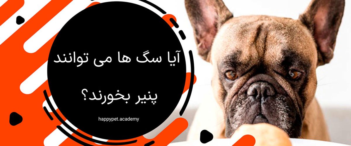 پنیر برای سگ