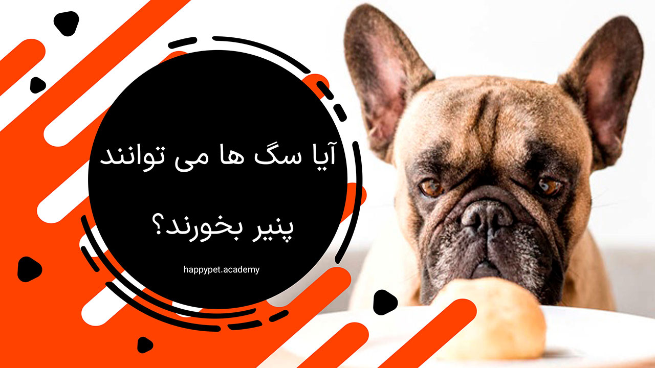 پنیر برای سگ