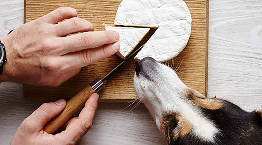 خوردن پنیر برای سگ ها