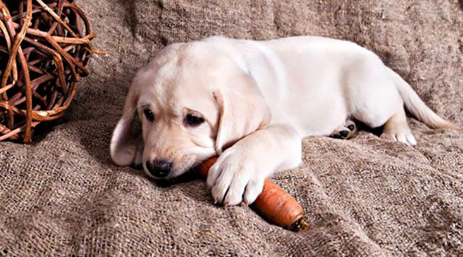 فواید هویج برای سگ