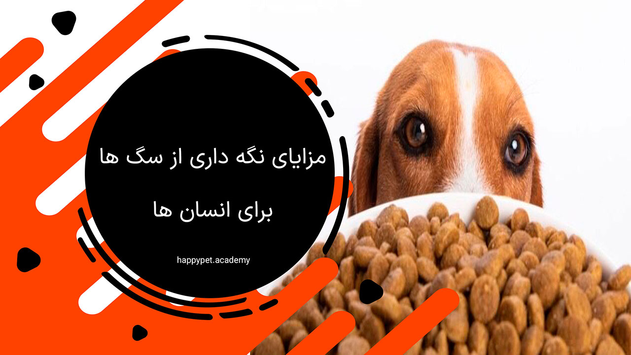 مزایای نگهداری از سگ