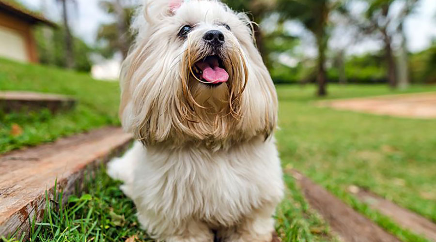 مسائل بین حیوانات خانگی