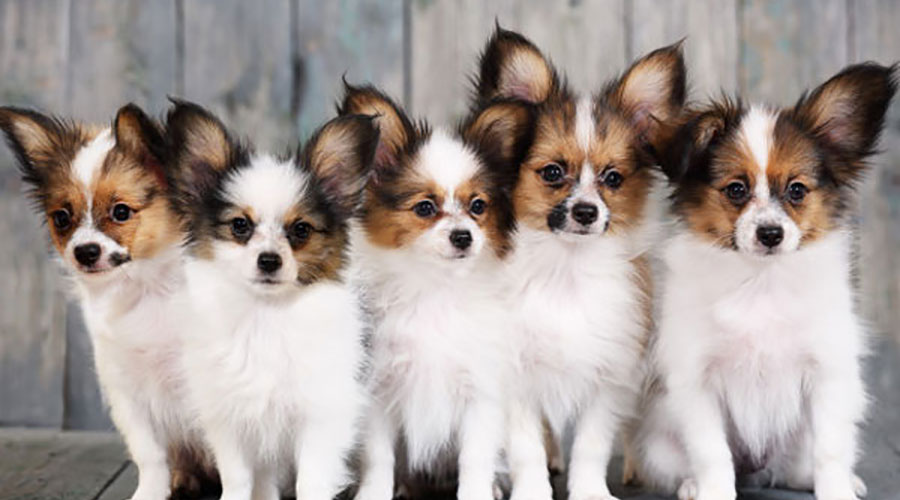 مسائل بین حیوانات خانگی