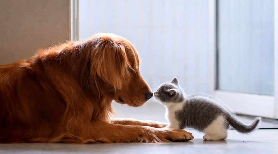 مشکلات بین حیوانات خانگی متعدد