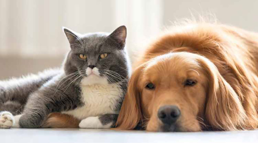 مشکلات بین حیوانات خانگی متعدد