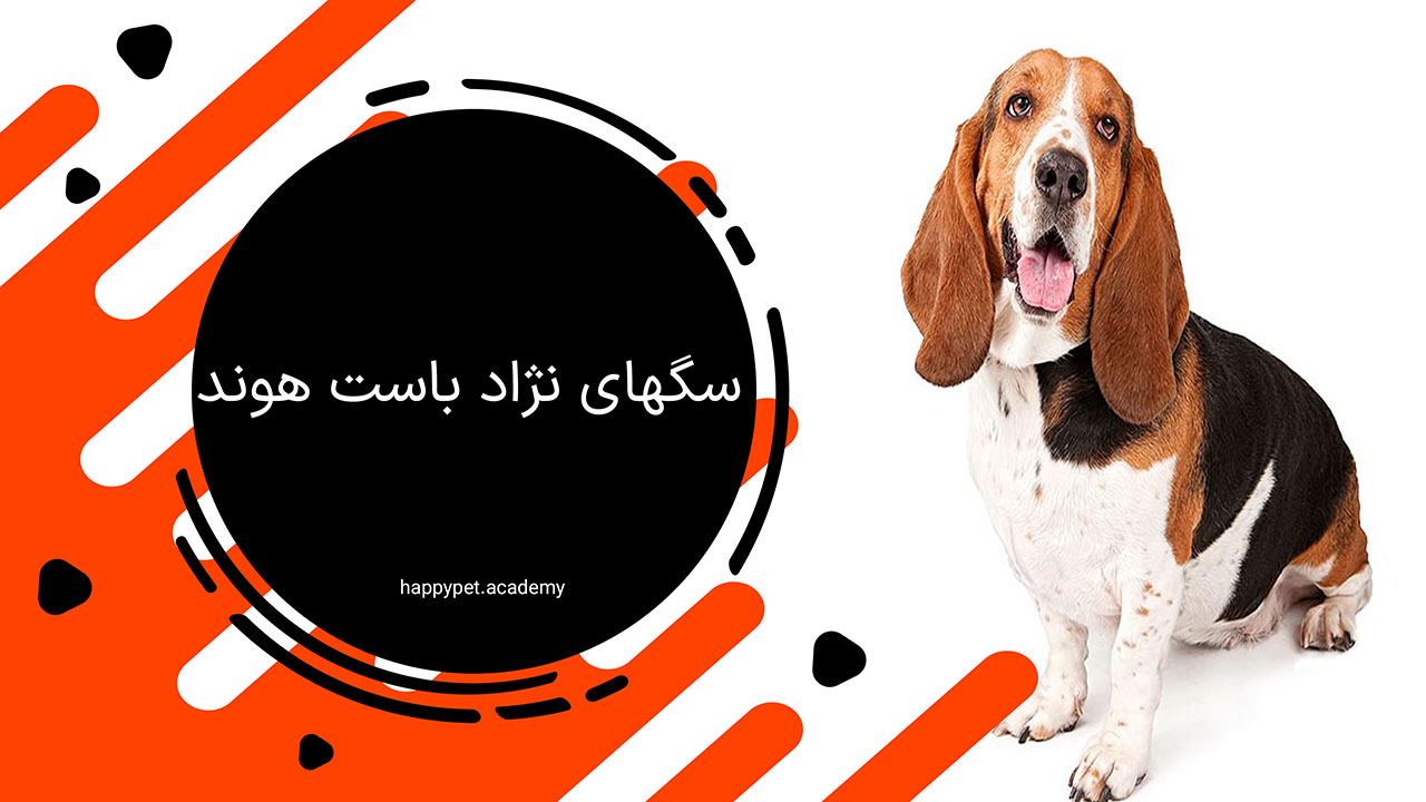 نژاد باست هوند