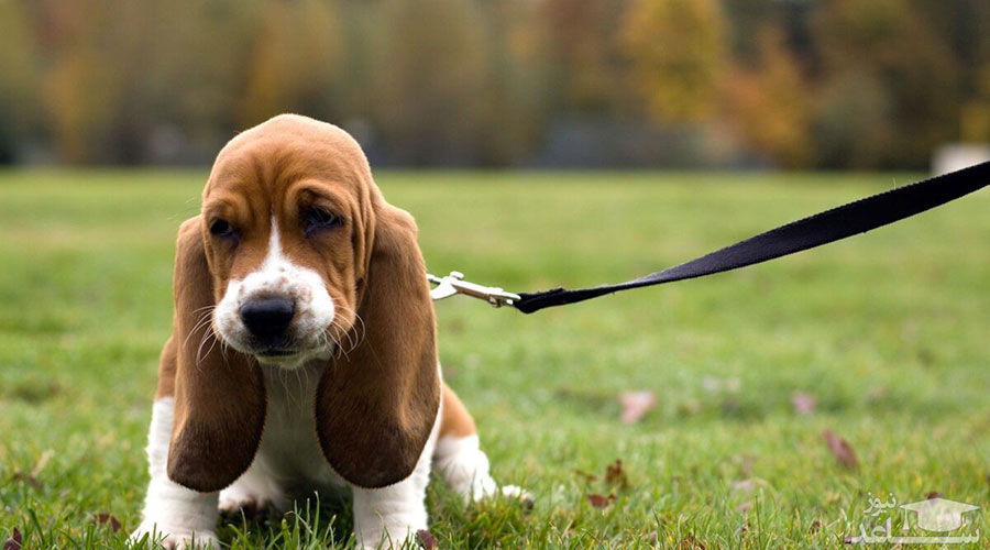 سگهای نژاد باست هوند