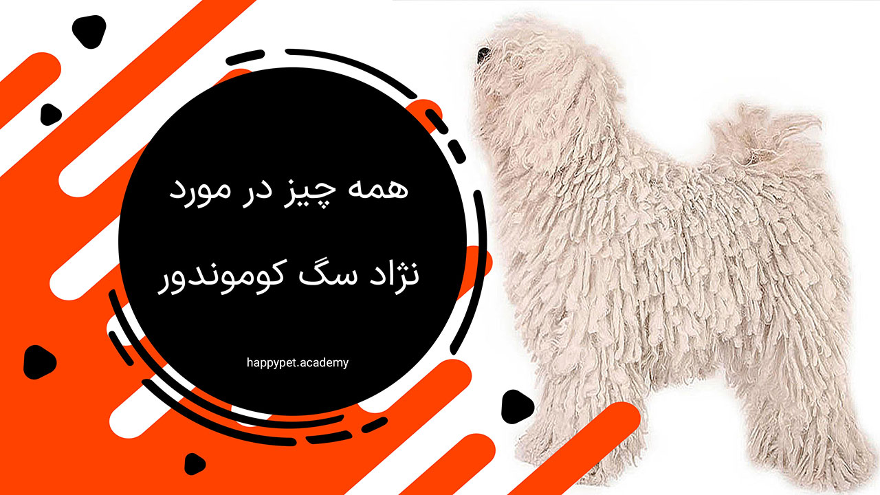 نژاد سگ کوموندور