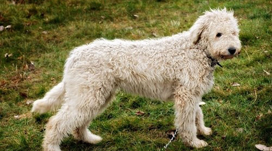 نژاد سگ کوموندور