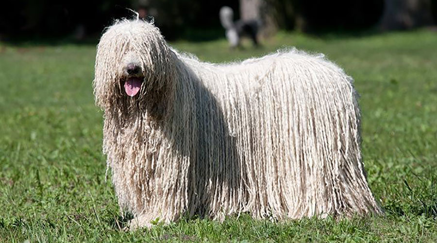 نژاد سگ کوموندور