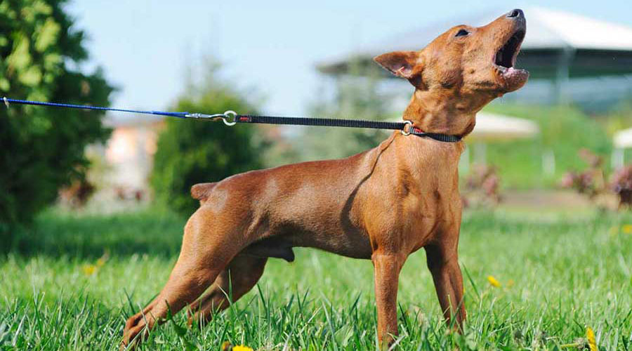 پارس بیش از حد سگ