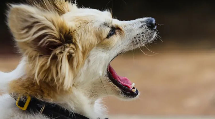 پارس بیش از حد سگ