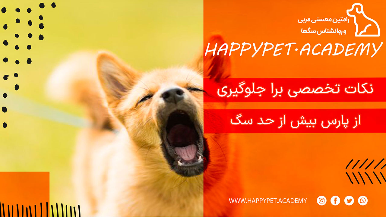 پارس بیش از حد سگ