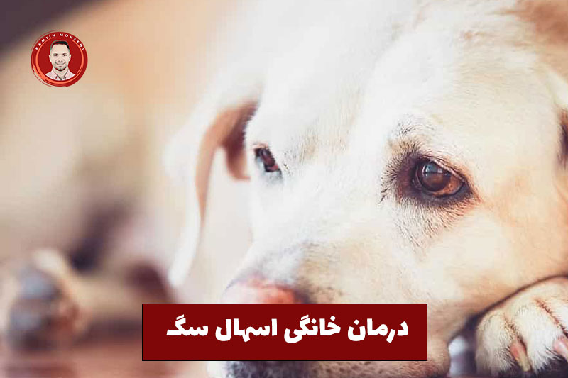 راهنمای بررسی اسهال سگ 3 درمان خانگی اسهال سگ