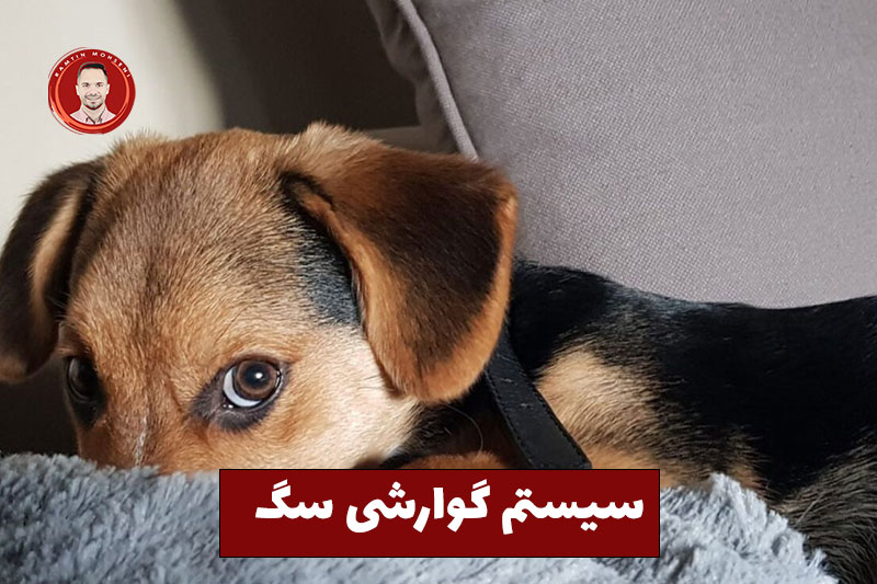 راهنمای بررسی اسهال سگ 2 سیستم گوارش سگ