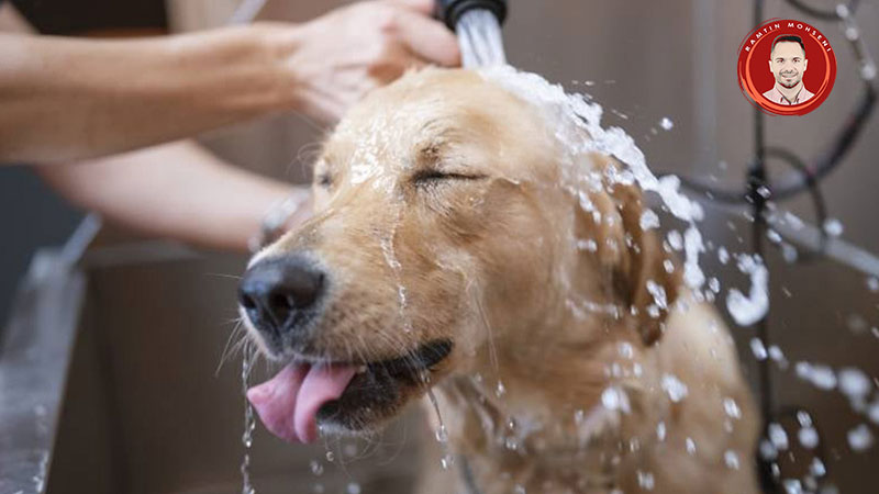 حمام کردن سگ