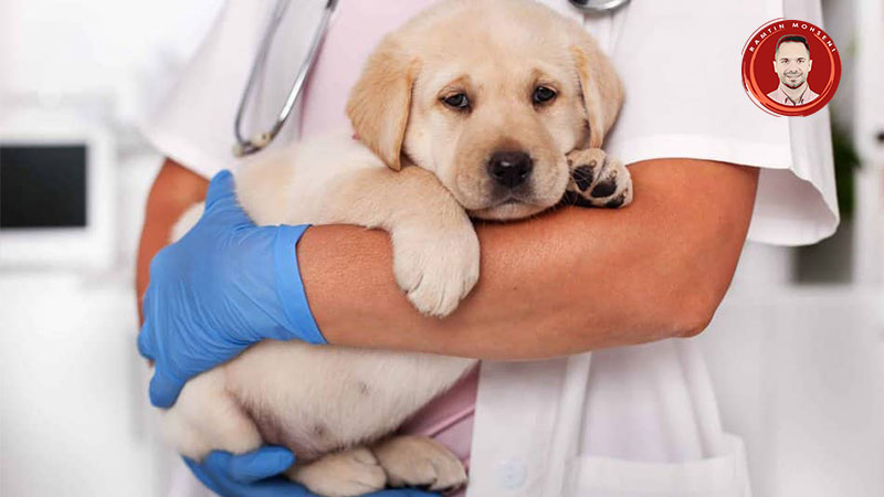 علت سرفه کردن سگ