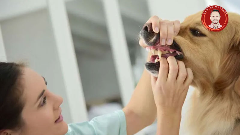 علت سرفه کردن سگ