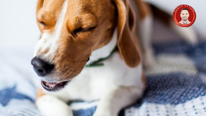 علت سرفه کردن سگ