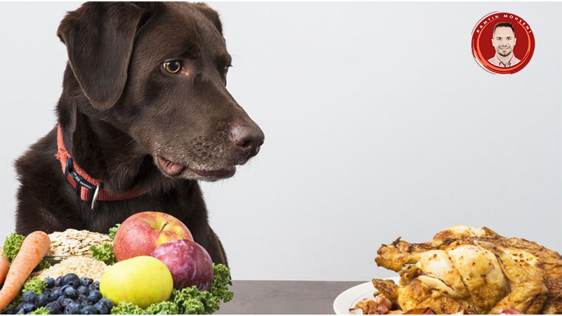 غذاهای خانگی مفید برای سگ