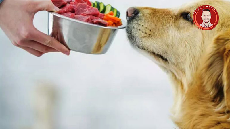 غذاهای خانگی مفید برای سگ