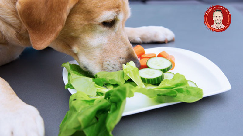 غذاهای خانگی مفید برای سگ