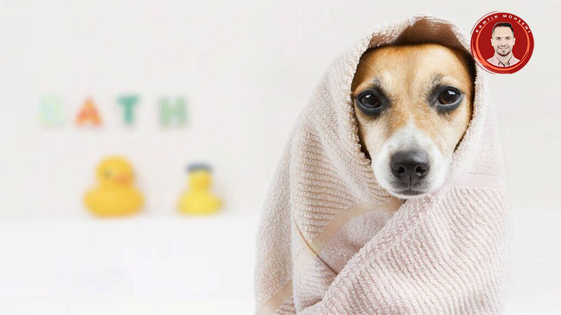 نکات مهم در شستن سگ