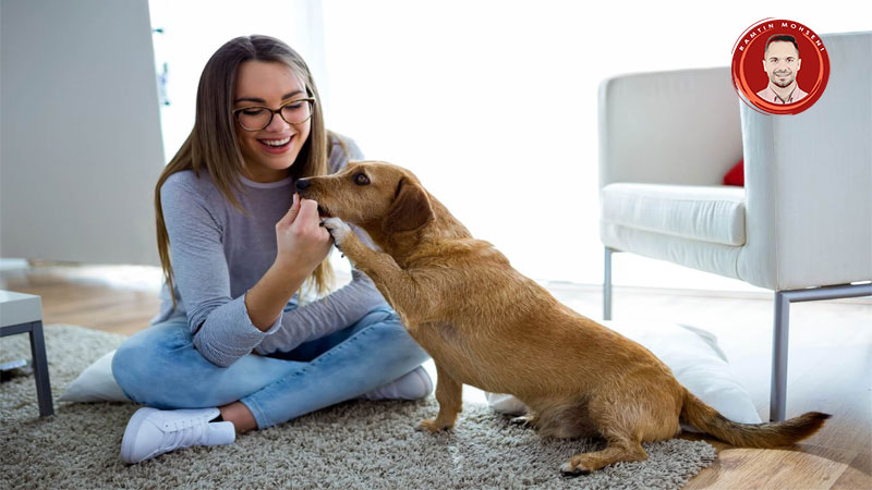 نکات مهم نگهداری سگ در آپارتمان