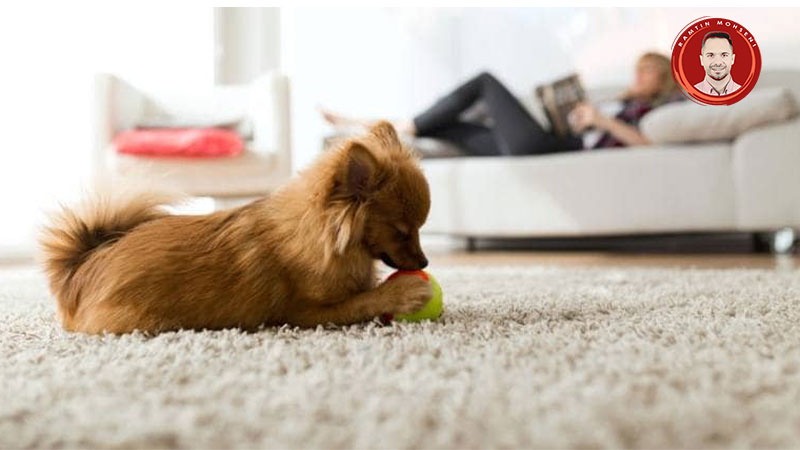 نگهداری سگ در آپارتمان