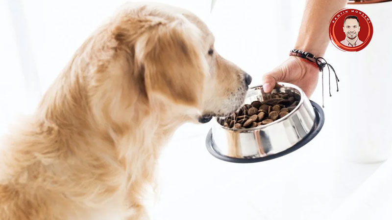 بهترین غذای خشک برای سگ ها