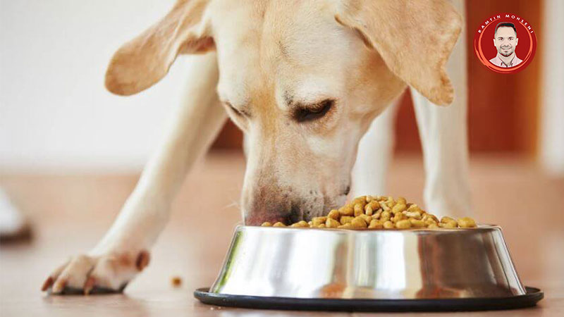 بهترین غذای خشک برای سگ ها