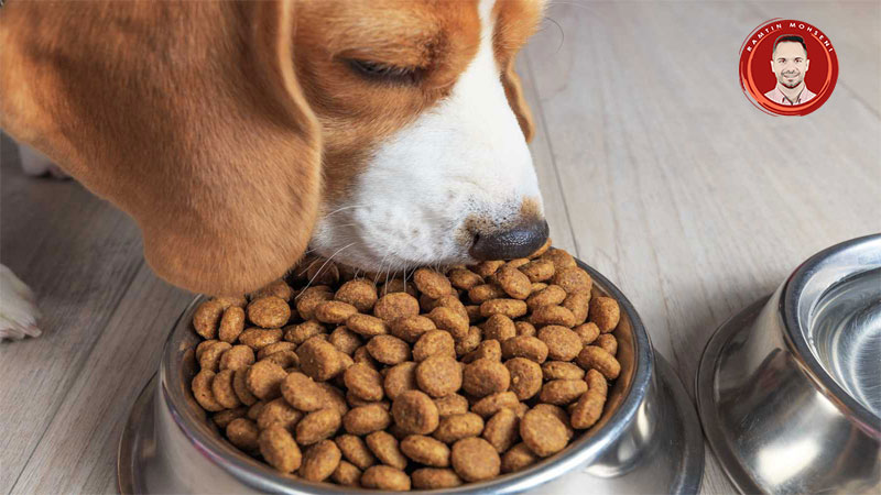 فواید غذای خشک برای سگ