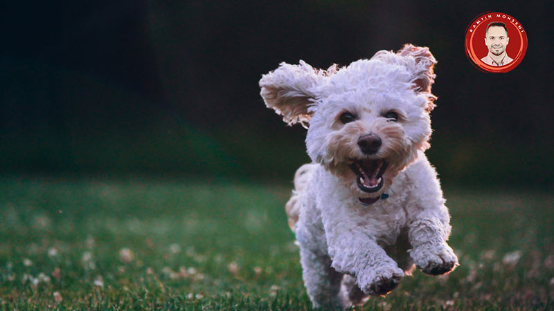 نکات شاداب نگه داشتن سگ