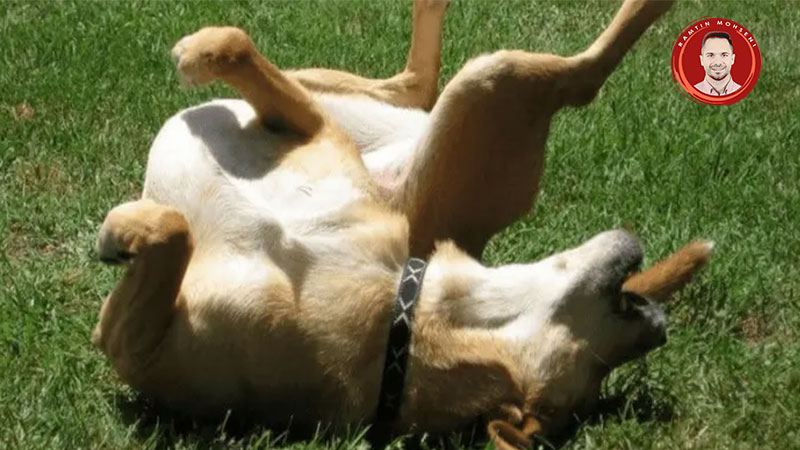 علائم بیماری صرع در سگ ها