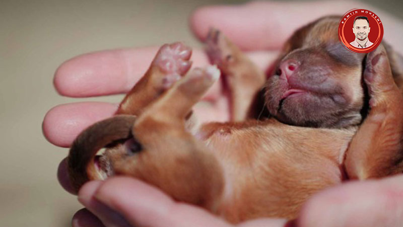 علت مرگ توله سگ بعد از تولد 3 درمان مرگ زودرس توله سگ