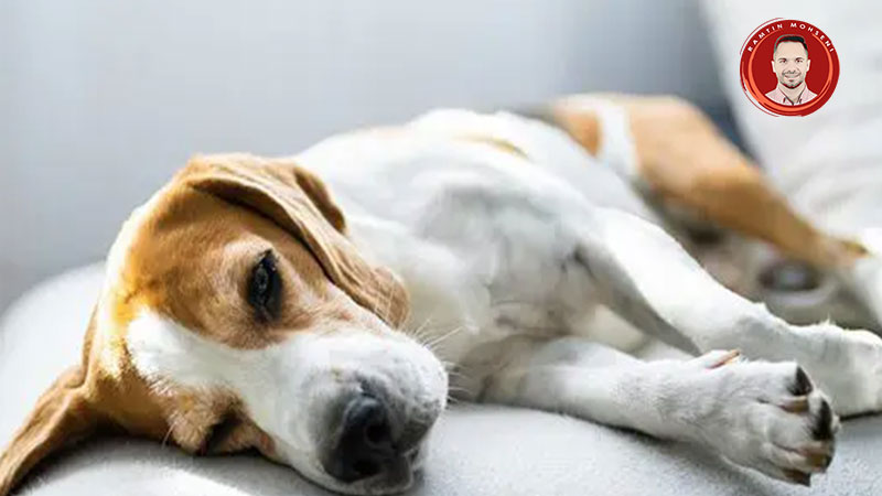 علائم بیماری صرع در سگ ها