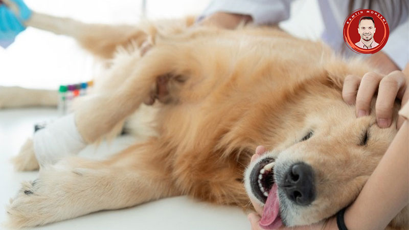 علائم بیماری صرع در سگ ها