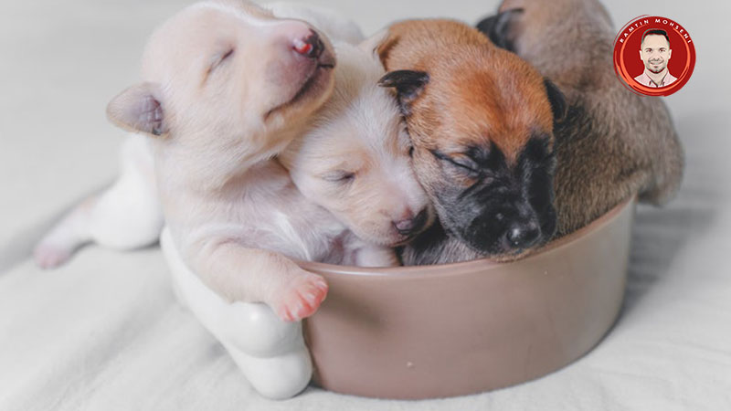 علت مرگ توله سگ بعد از تولد