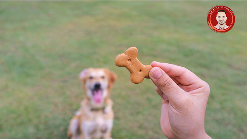 آیا بیسکویت تشویقی برای سگ مضر است؟