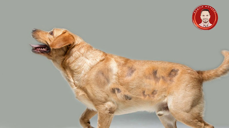 درمان ریزش مو سگها