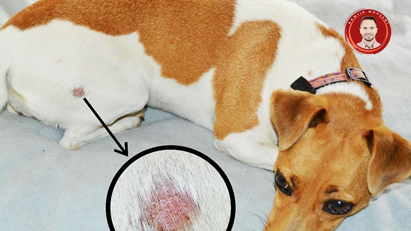 علت ریزش مو در سگها + درمان