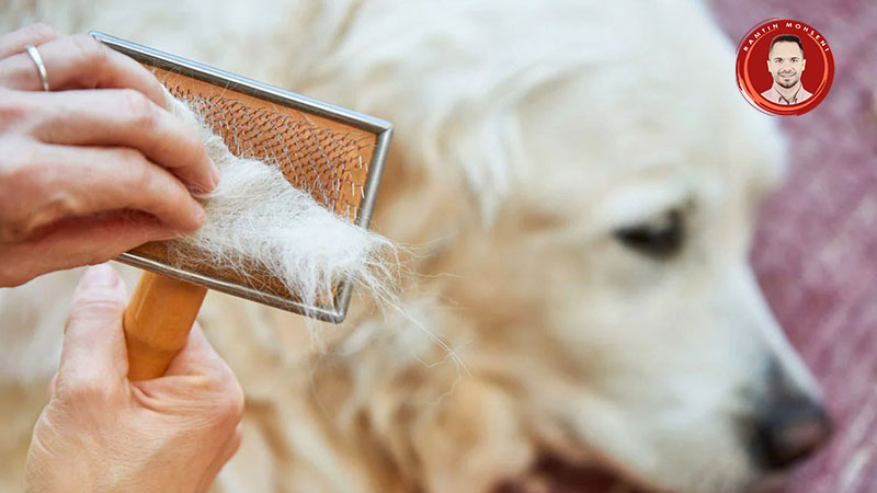 علل ریزش مو در سگ ها